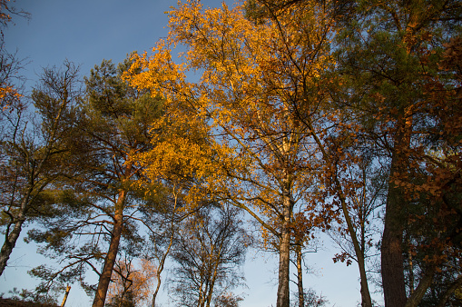 autumn season in the city park, bright sunlight on the yellow leaves of trees, beautiful landscape