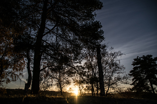 Dark silhouettes of trees against the backdrop of the sun and orange sunset. Summer season