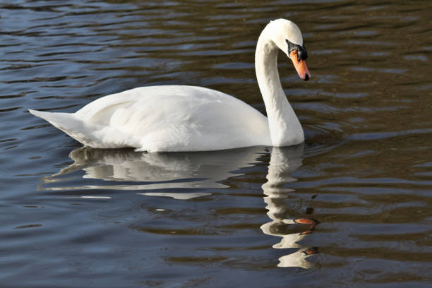 istock A view of a Mute Swan 1082087780