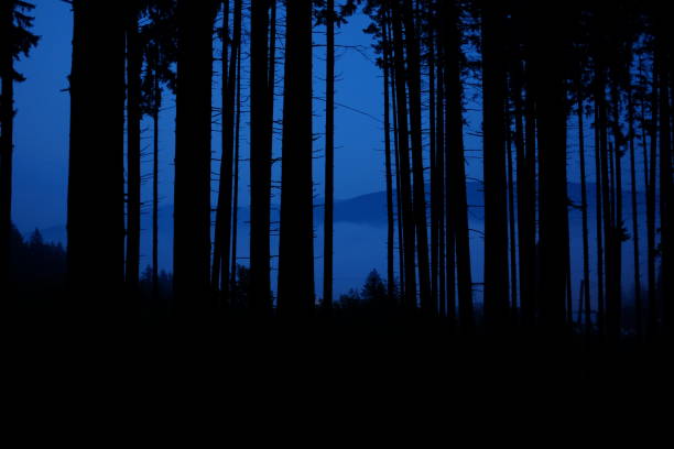 istock Pine Trees Forest Pattern. Forestry Theme Photo Background. Blue hour in the forest. temple tree silhouette at dusk. forest in fall 1082089470