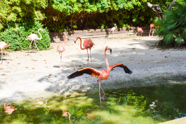 istock flapping wings  several pink long-necked flamingos by the pond 1082089734