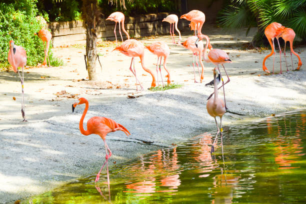 istock several pink long-necked flamingos by the pond 1082091448