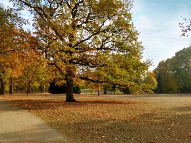 istock autumn in the park 1082091450