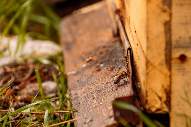 istock Bees at entrance of beehive 1082093536