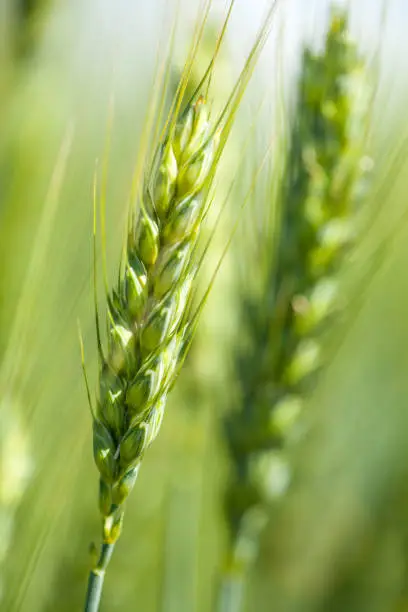 Green wheat field. Wheat field. Ears of raw wheat close up. Rural Scenery under Shining Sunlight. Meadow of wheat.Grain field on sunny day. Cereal farming. Agricultural field in spring. Close up Macro