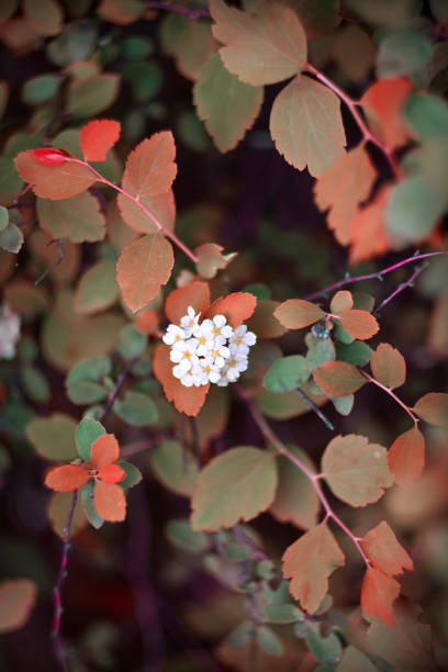 istock Spring Flowers Autumn Foliage 1082094020