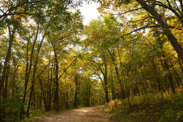 istock Autumn Leaves and Trees on a Dirt Road 1082096700
