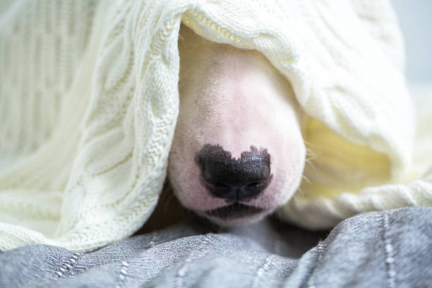 istock A cute white English bull terrier 1082096950
