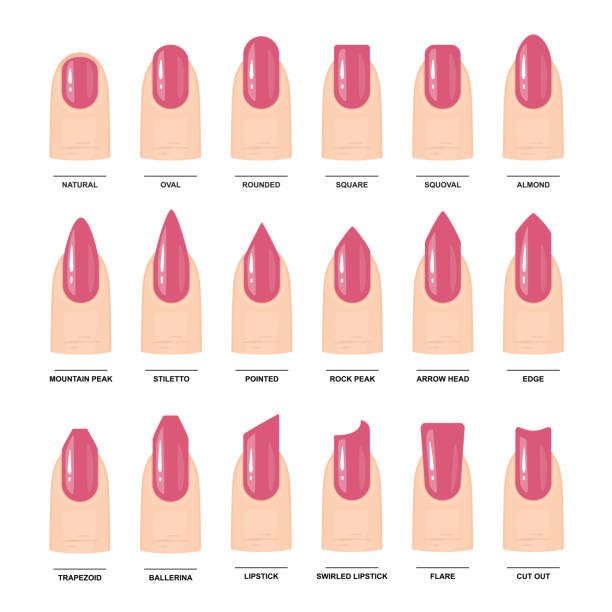 ilustraciones, imágenes clip art, dibujos animados e iconos de stock de gran conjunto de diferentes formas de uñas. guía de manicura. ilustración de vector - sharp curve