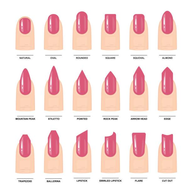 Big Set Of Different Nail Shapes Manicure Guide Vector Illustration Stock  Illustration - Download Image Now - iStock