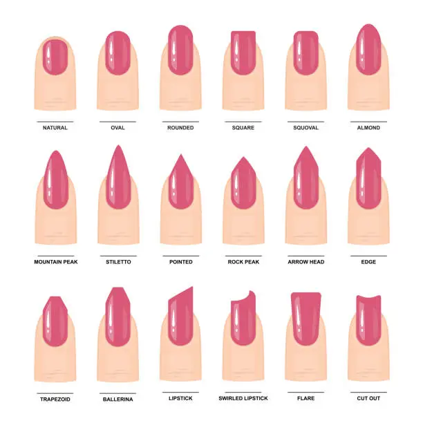Vector illustration of Big Set of Different nail shapes. Manicure Guide. Vector illustration