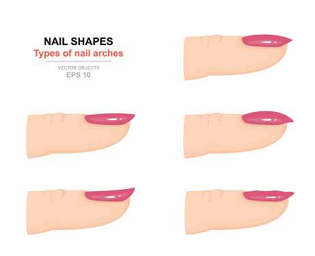 Different Kinds Of Nail Shapes Types Of Nail Arches Science Of Human Body  Side View Vector Illustration Stock Illustration - Download Image Now -  iStock