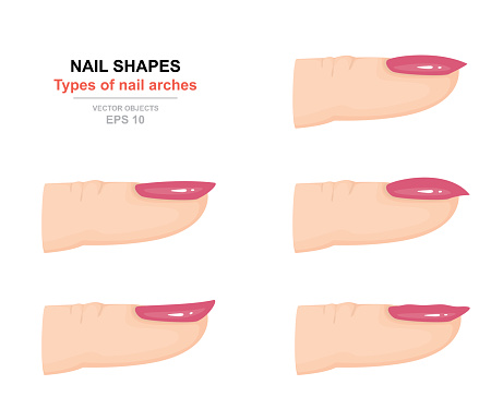 Different Kinds Of Nail Shapes Types Of Nail Arches Science Of Human Body Side View Vector Illustration Stock Illustration - Download Image Now - iStock Different Kinds Of Nail Shapes Types Of Nail Arches Science Of Human Body Side View Vector Illustration Stock Illustration - Download Image Now - iStock