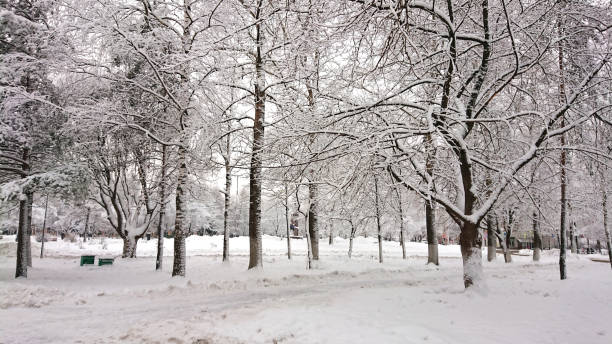 istock Park after snowfall. Mobile photo 1082098518