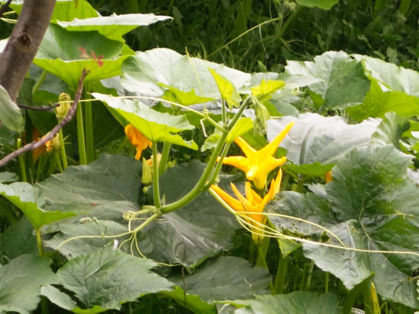 istock Pumpkin flower yellow-in nature 1082098604
