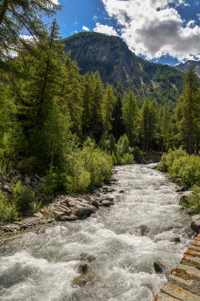 istock Mountain stream among pine forests in summer, Alps, Italy 1082101306
