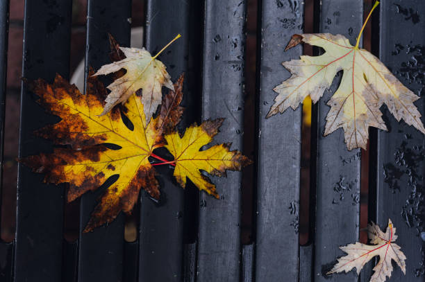 istock Big yellow autumn maple leaves on wooden background 1082112216