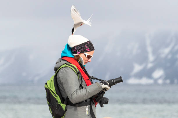 arctic tern atakuje fotograf i obrony gniazda, wyspy svalbard - svalbard islands zdjęcia i obrazy z banku zdjęć