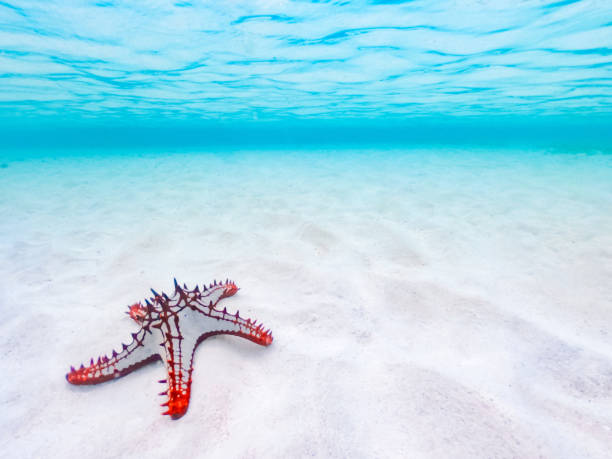 Red starfish resting on the bottom of Indian Ocean, Kenya