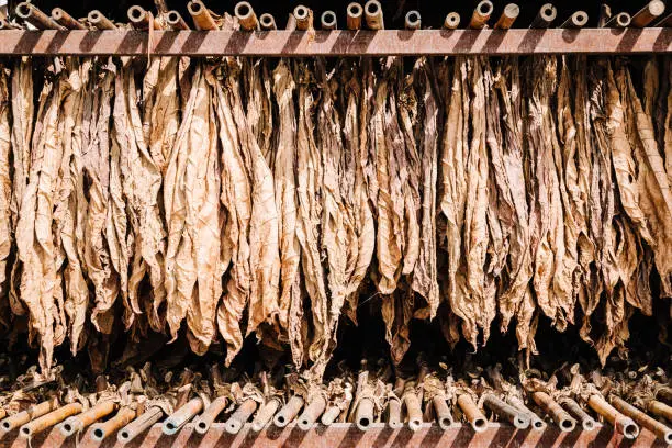 Detail of tobacco leaves to dry to open air in Italian cigar factory
