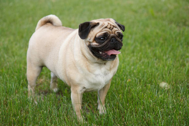 istock Pug dog in the garden 1082117458
