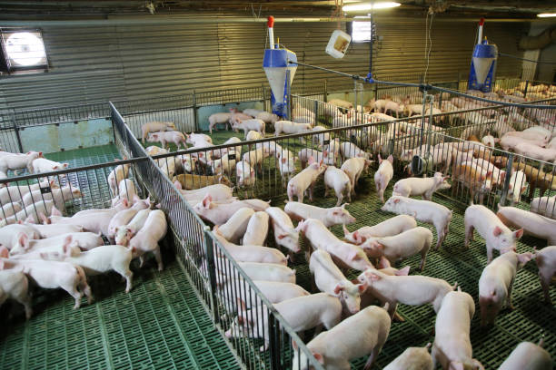 istock Industrial pig farm for breeding little hogs 1082120154