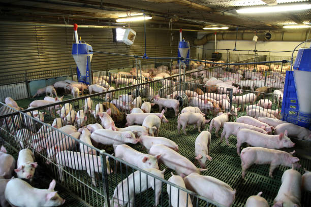istock View from above of a breeding pig farm inside 1082120162