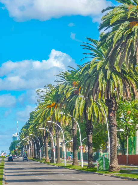 Urban day scene at wooded boulevar artigas avenue in Montevideo city, Uruguay