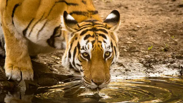 A magnificent female tigress from Pench Tiger Reserve.