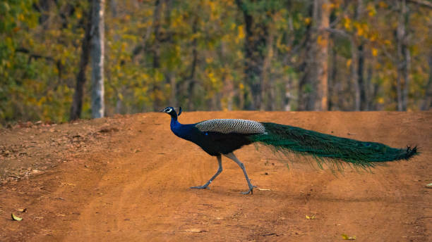 istock Morning Walk - Indian Peafowl 1082136294