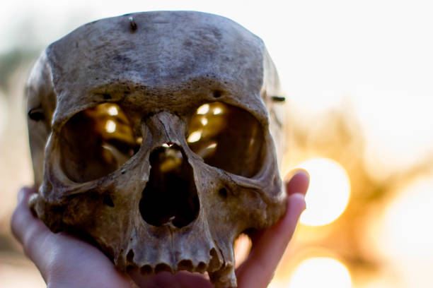 istock human skull in hand at sunset, close up 1082144530