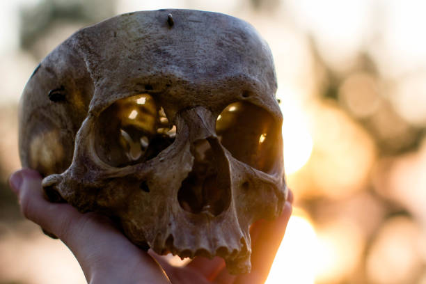 istock human skull in hand at sunset, close up 1082144684