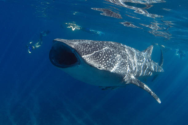 Amazing photo of giant whale shark with mouth wide open feeding Showing off the whale sharks amazing spot patterns this is a truly beautiful photo taken in crystal blue water ningaloo reef stock pictures, royalty-free photos & images