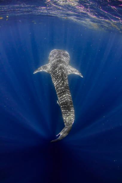 Above photo of a Whale Shark in the clearest water imaginable Showing off the whale sharks amazing spot patterns this is a truly beautiful photo taken in crystal blue water ningaloo reef stock pictures, royalty-free photos & images