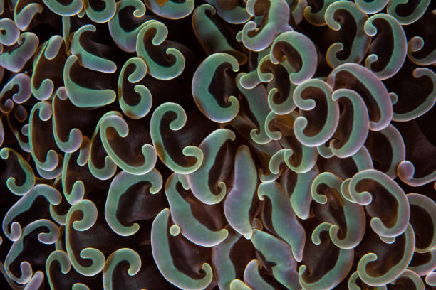 istock Detail of Coral Tentacles 1082155160