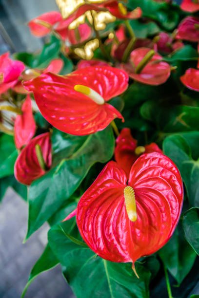 anthurium blumen mit blätter in der halle des outlet parndorf in der nähe von wien, österreich - flamingoblume stock-fotos und bilder