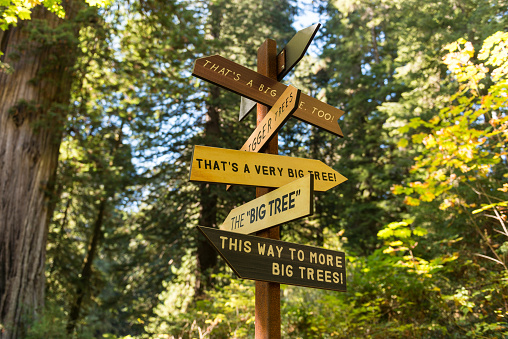Directions of big trees pointed by a sign in Redwood National Park, California, USA.
