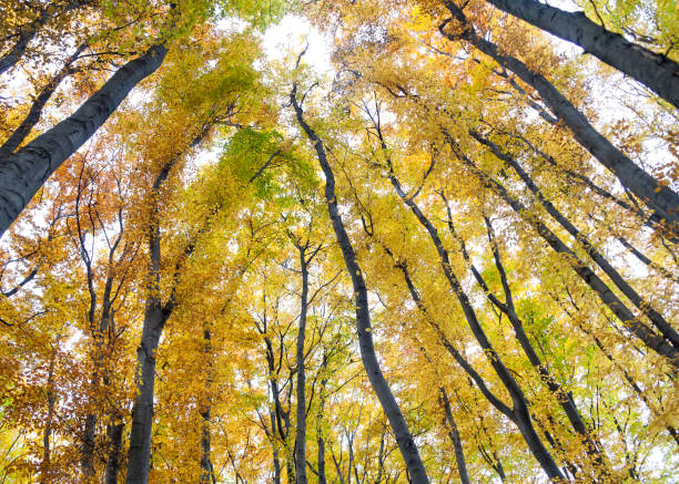 istock Yellow trees against the sky 1082179844