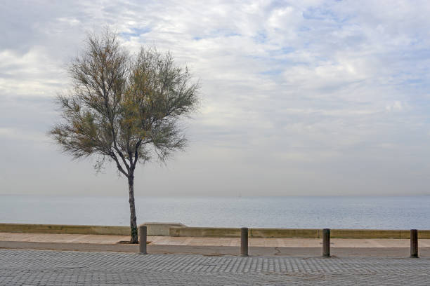 istock Tree and horizon on an overcast winter day 1082182620