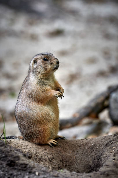istock Arizona black-tailed prairie dog (Cynomys ludovicianus) 1082183710
