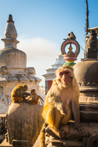 Rhesus Macaques monkeys on the ancient stupas of Swayambhunath temple high above Kathmandu, Nepal's vibrant capital city.