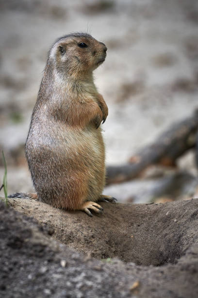 istock Arizona black-tailed prairie dog (Cynomys ludovicianus) 1082184084