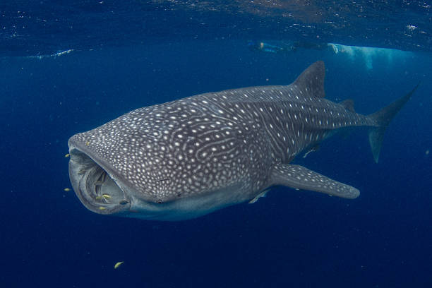 istock GIANT Whale Shark feeding in beautiful deep blue water 1082187048