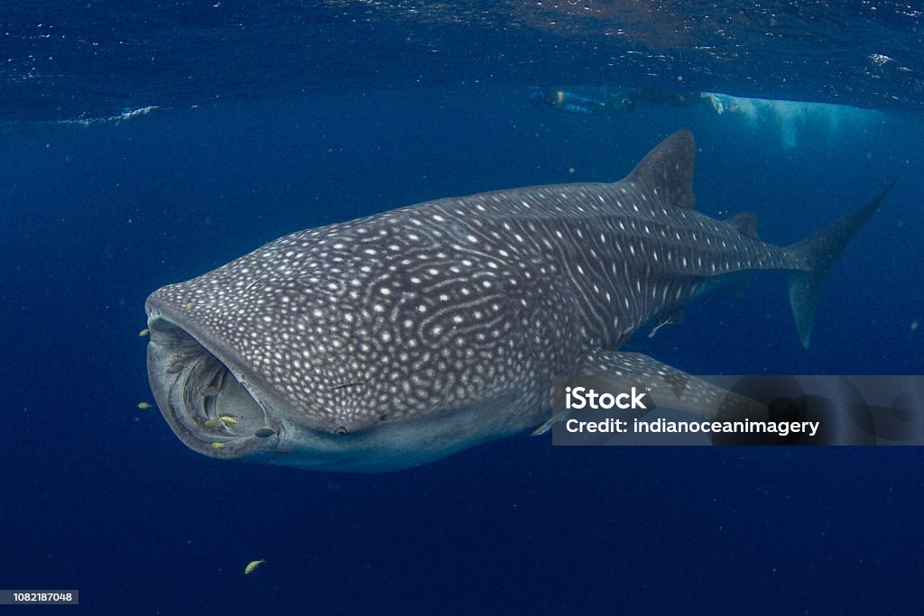 GIANT Whale Shark feeding in beautiful deep blue water Showing off the whale sharks amazing spot patterns this is a truly beautiful photo taken in crystal blue water Whale Shark Stock Photo