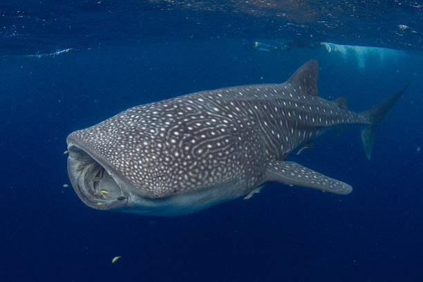 GIANT Whale Shark feeding in beautiful deep blue water Showing off the whale sharks amazing spot patterns this is a truly beautiful photo taken in crystal blue water ningaloo reef stock pictures, royalty-free photos & images