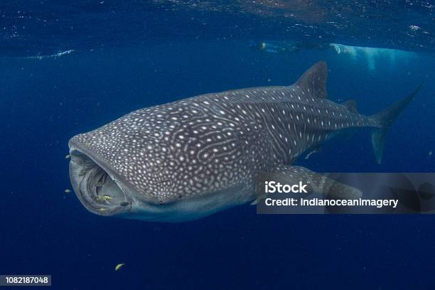 Giant Whale Shark Feeding In Beautiful Deep Blue Water Stock Photo - Download Image Now