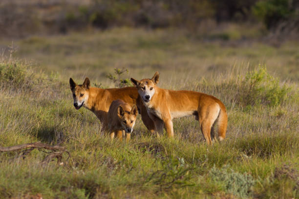 zwei dingos im australischen busch, blick in die kamera - dingo stock-fotos und bilder