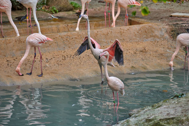 istock The greater flamingo (Phoenicopterus roseus) 1082188604