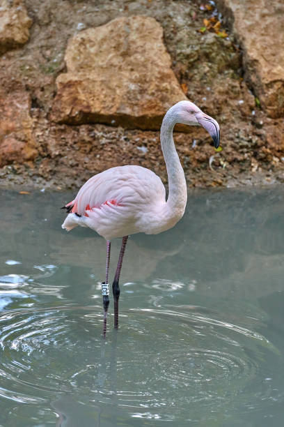 istock The greater flamingo (Phoenicopterus roseus) 1082188734