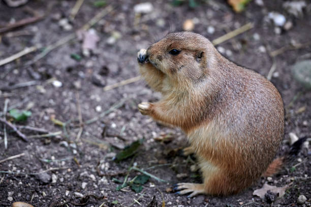 istock Arizona black-tailed prairie dog (Cynomys ludovicianus) 1082189258